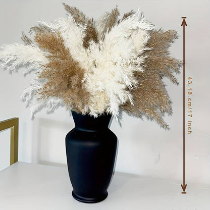 Fluffy Pampas Grass