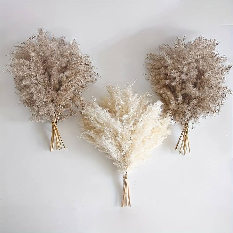 Fluffy Pampas Grass