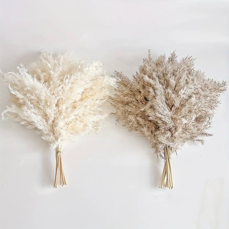 Fluffy Pampas Grass